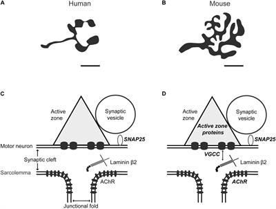 Impairment Mechanisms and Intervention Approaches for Aged Human Neuromuscular Junctions